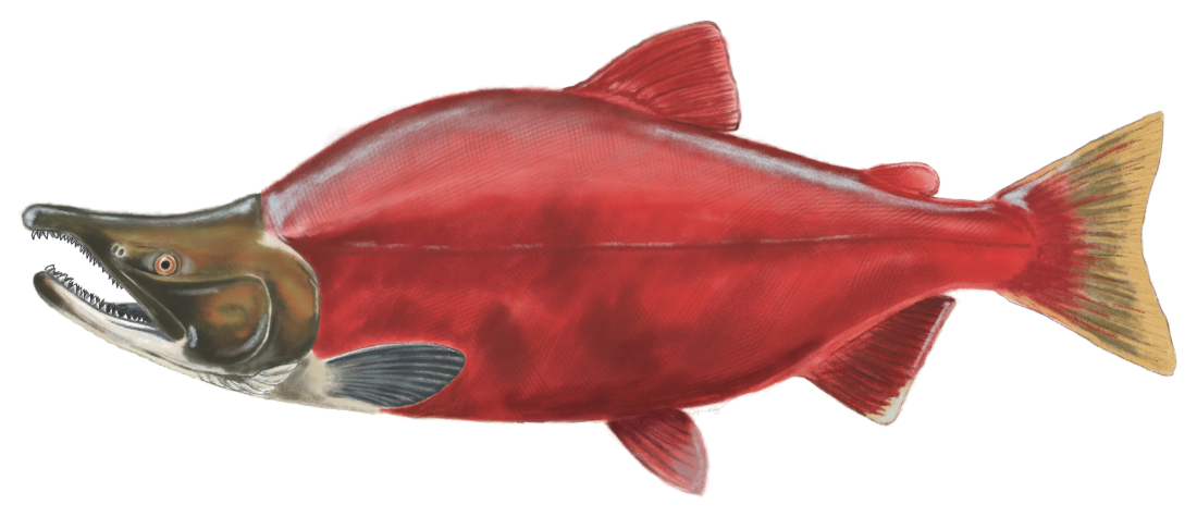 Sockeye Salmon sticker