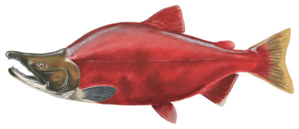 Sockeye Salmon sticker