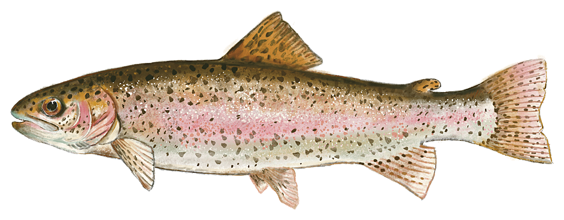 A hand-painted rainbow trout