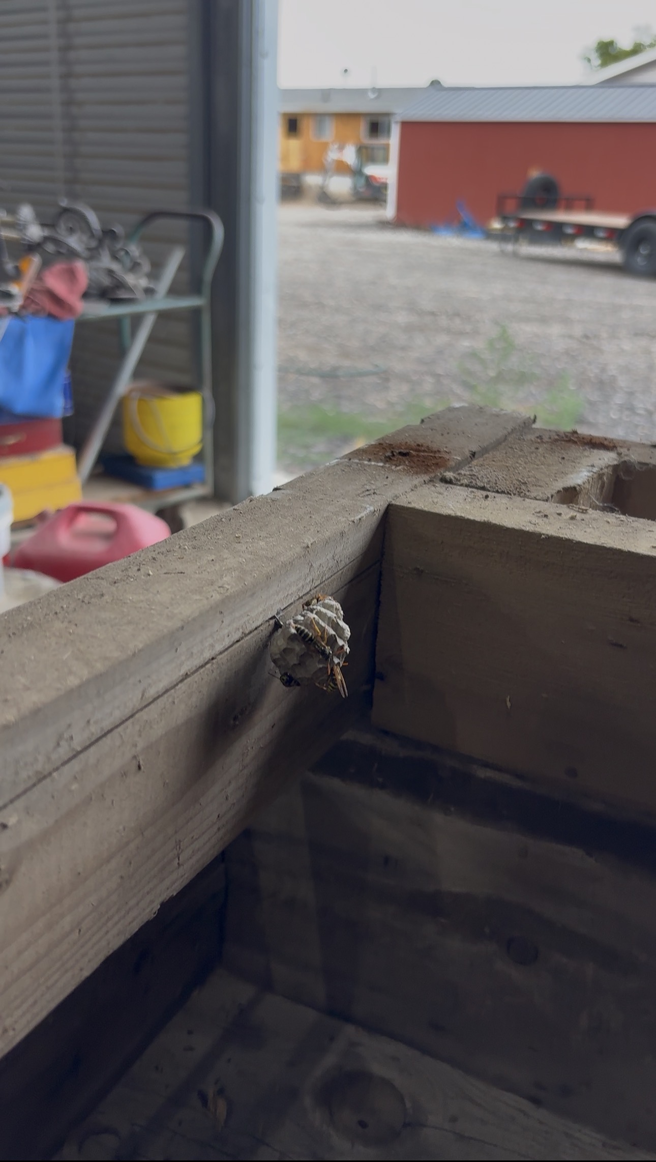 A wasp nest built into the workbench shed frame